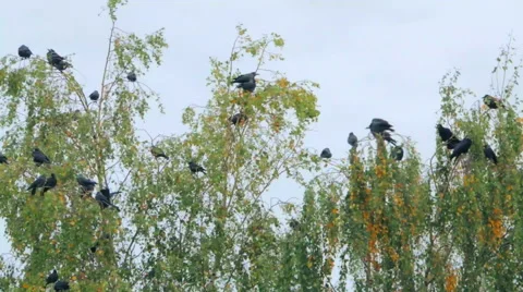 Crows settled on a tree branch Video stock 57337591