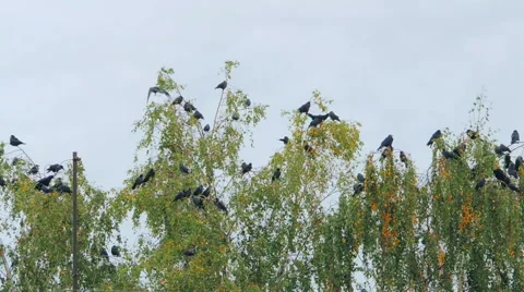Crows settled on a tree branch Video stock 57337594