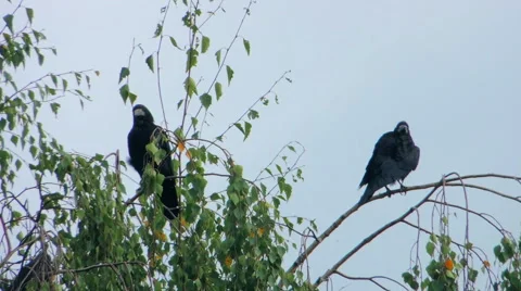 Crows settled on a tree branch Video stock 57337597