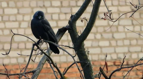 Crows settled on a tree branch Video stock 57337599