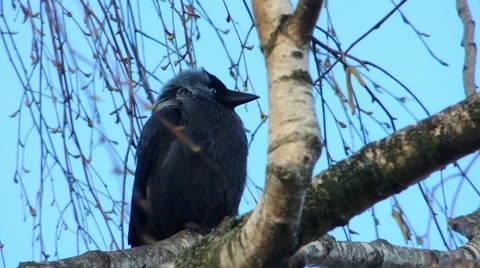 Crows settled on a tree branch Video stock 57337648