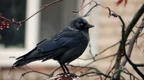 Crows settled on a tree branch Video stock 57337654
