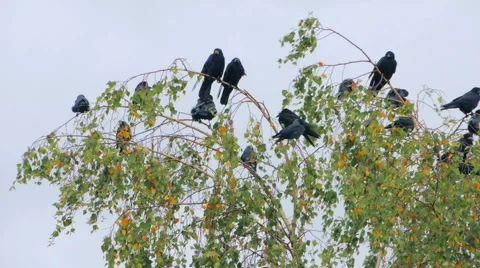 Crows settled on a tree branch Video stock 57337655