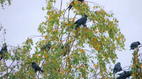 Crows settled on a tree branch Video stock 57337665