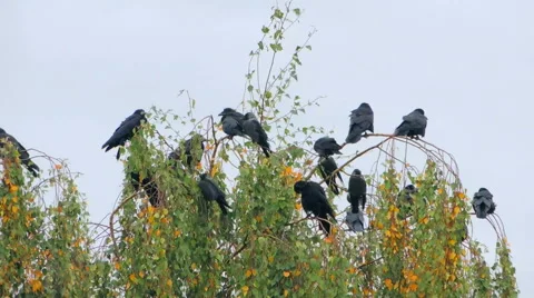 Crows settled on a tree branch Vidéo 57337706