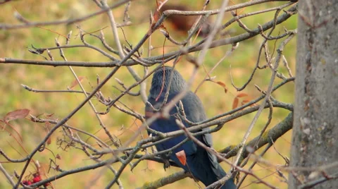 Crows settled on a tree branch Vidéo 57337708