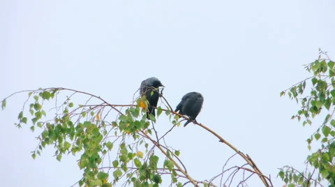 Crows settled on a tree branch Vidéo 57337722