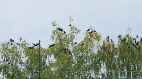 Crows settled on a tree branch Vidéo 57337745