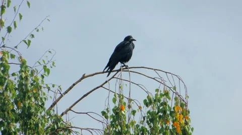 Crows settled on a tree branch Vidéo 57337751