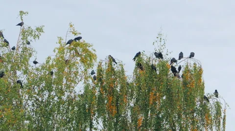 Crows settled on a tree branch Vidéo 57337785