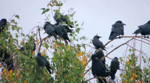 Crows settled on a tree branch Vidéo 57337788