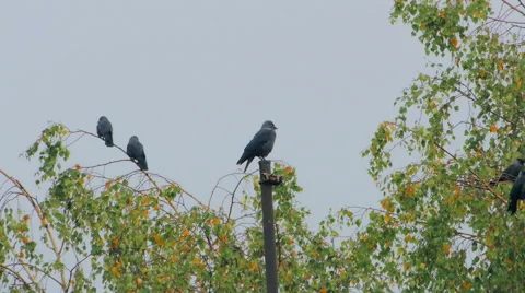 Crows settled on a tree branch Vidéo 57337798