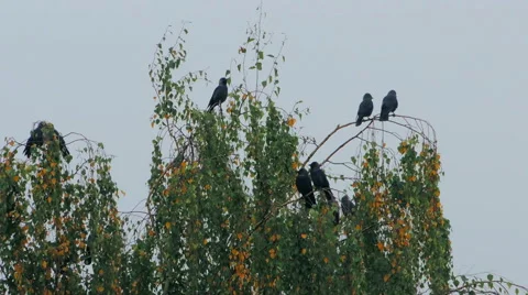 Crows settled on a tree branch Vidéo 57337799