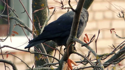 Crows settled on a tree branch Vidéo 57337817