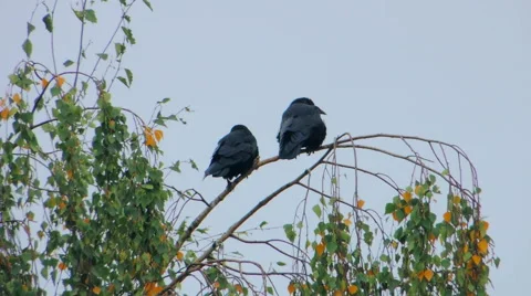 Crows settled on a tree branch Vidéo 57337829