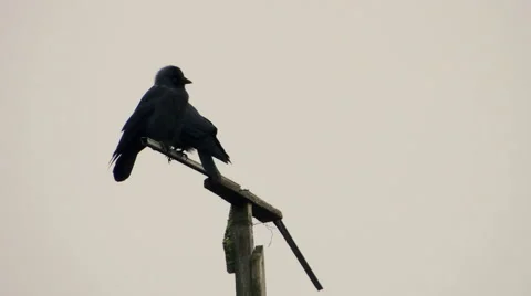 Crows settled on a tree branch Vidéo 57337859