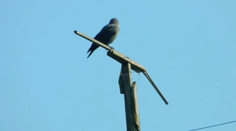 Crows settled on a tree branch Vidéo 57337879