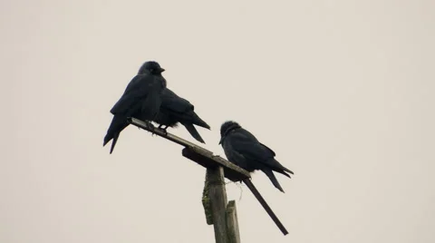 Crows settled on a tree branch Vidéo 57337902