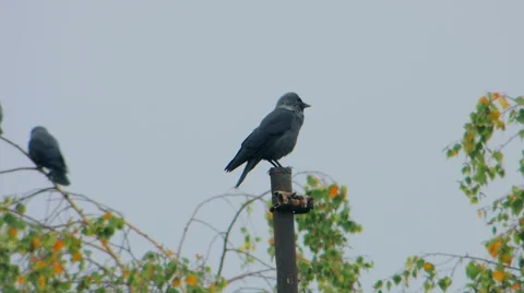 Crows settled on a tree branch Vidéo 57337904