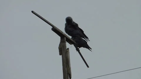 Crows settled on a tree branch Vidéo 57337906