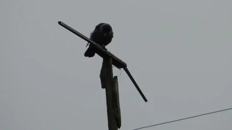 Crows settled on a tree branch Vidéo 57337916