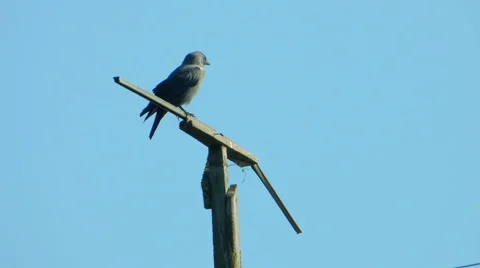 Crows settled on a tree branch Vidéo 57337917