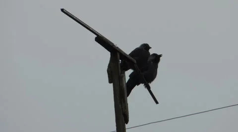 Crows settled on a tree branch Vidéo 57337919