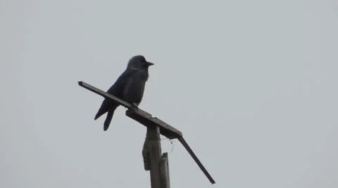 Crows settled on a tree branch Vidéo 57337926
