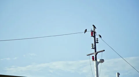 Crows on a Ship Mast Stock Footage 27750331