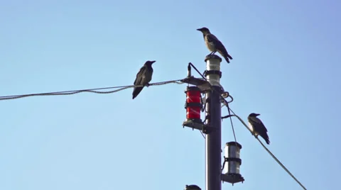Crows on a Ship Mast Stock Footage 27752266