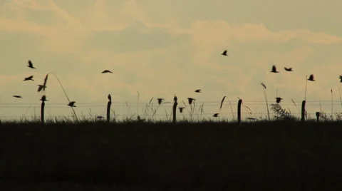 Crows silhouette. Stock Footage 31297289