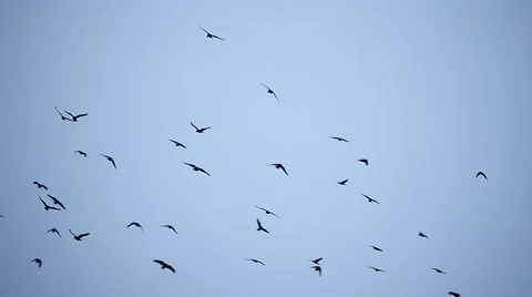 Crows silhouettes fly and whirl with blue sky background slow motion Stock Footage 46784852