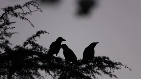 Crows Silhoutte Stock Footage 220841321