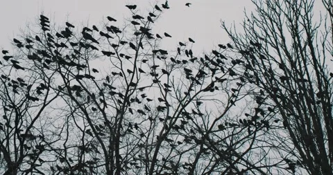 Crows sit on the bare branches Video stock 131211212