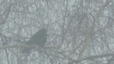 Crows sit on the branches of a birch Stock Footage 88134967