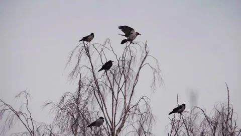 Crows sit on branches, then one flies away, slow motion Stock Footage 244050509