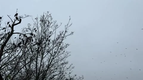Crows sit on branches of a tree and flying birds in overcast sky. Stock Footage 325637860