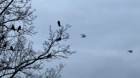 Crows sit on a tree and watch migratory birds flying in the sky. Stock Footage 323319277