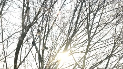 Crows sit on a tree in winter 動画素材 155901131