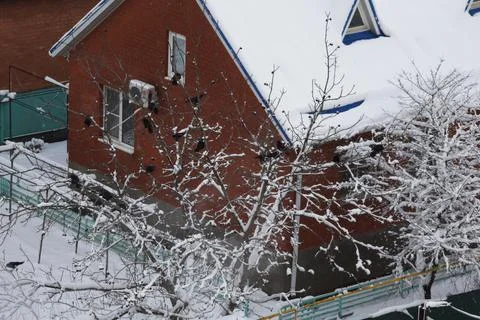 Crows sit in the winter on tree branches near a brick house. A raven sits on a Stock Photos