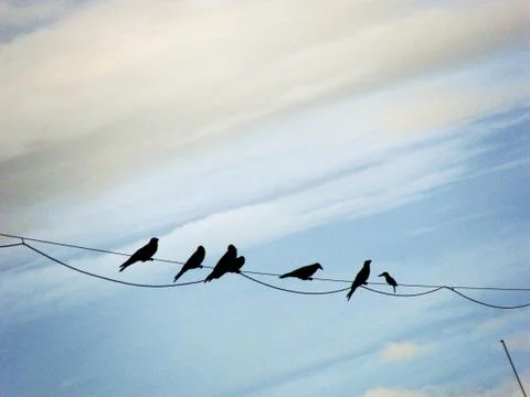 Crows Siting on a Wire 写真素材