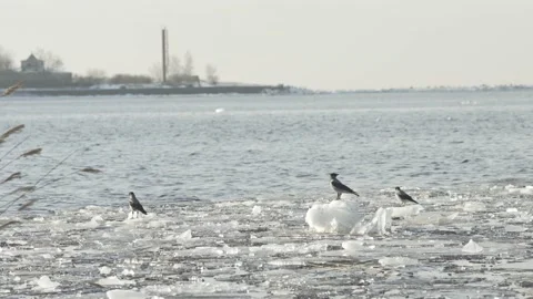 Crows sitting on pack ice at river delta in sunny spring day Stock Footage 147086912