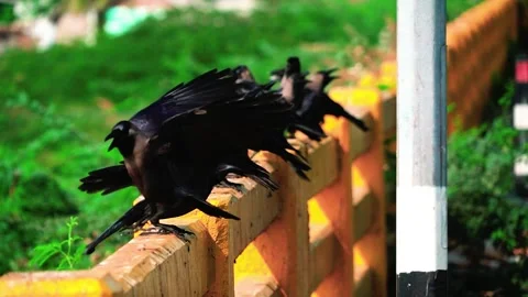 Crows sitting on the roadside barrier 2 Stock Footage 286758555