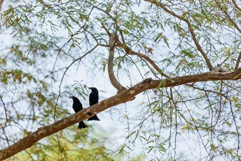 Crows sitting on a tree branch Foto stock