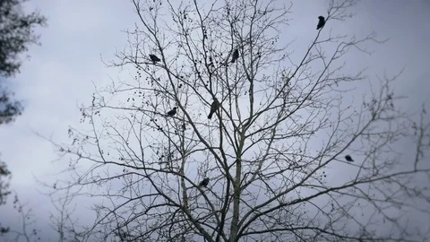 Crows sitting on a tree without leaves, defocused background 스톡 동영상 82533734