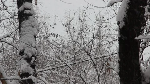 Crows sitting on trees during a heavy snowfall in the city Stock Footage 156548524