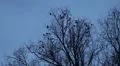 Crows sitting on trees in winter HD Footage