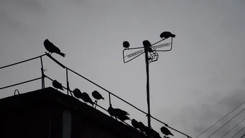 Crows sitting on a wire on the roof Stock Footage