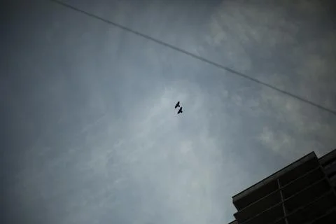 Crows in sky. Flight of birds. Crows fly in evening. Stock Photos