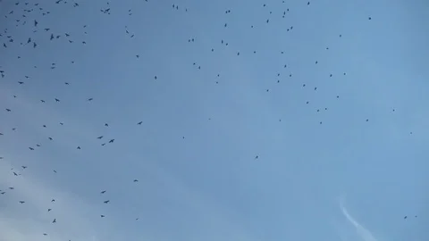 Crows In The Sky Stock Footage 81767574